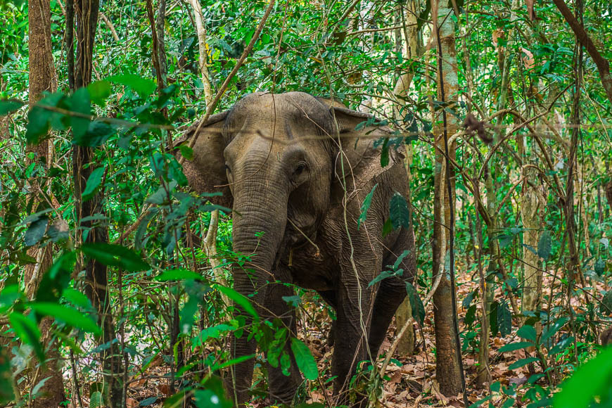 Vietnam's first ethical elephant experience Travel